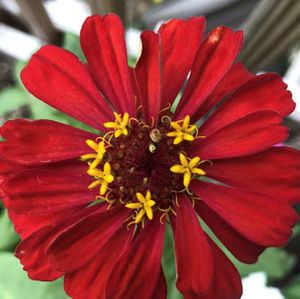 Meet your Posher, Alicia